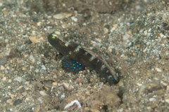 Cryptocentrus fasciatus