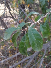 Sideroxylon lanuginosum