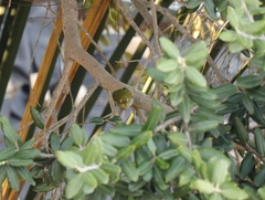 Zosterops virens capensis