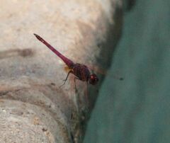 Trithemis