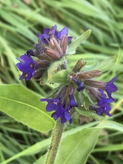 Anchusa officinalis