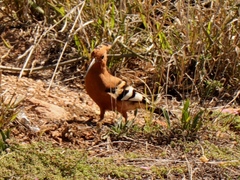 Upupa epops africana