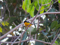 Euphonia chlorotica