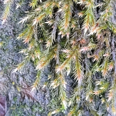 Orthothecium rufescens