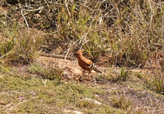 Upupa epops africana