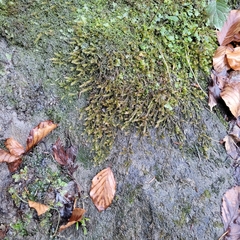 Orthothecium rufescens