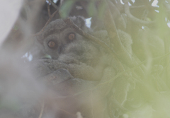 Avahi occidentalis