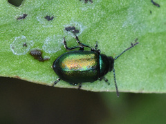 Gastrophysa viridula