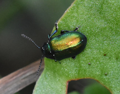 Gastrophysa viridula