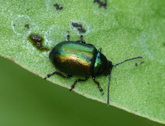 Gastrophysa viridula