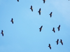 Theristicus melanopis