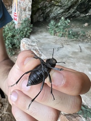 Blaps lusitanica