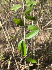 Ligustrum obtusifolium