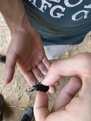 Blaps lusitanica