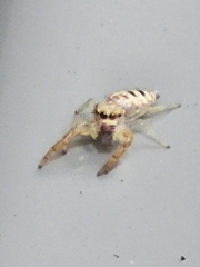Hentzia mitrata