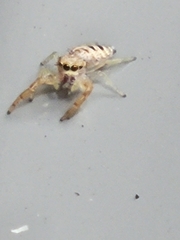 Hentzia mitrata