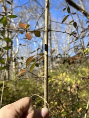 Ligustrum obtusifolium