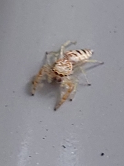 Hentzia mitrata