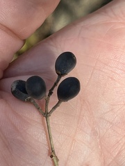 Ligustrum obtusifolium
