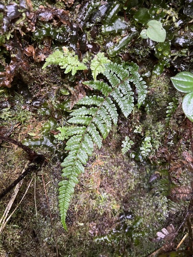 Dryopteris crinalis observed 2022-11-05