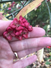 Euonymus europaeus