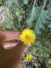 Calendula suffruticosa