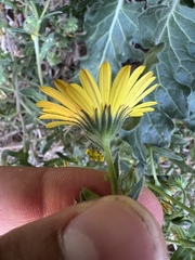 Calendula suffruticosa