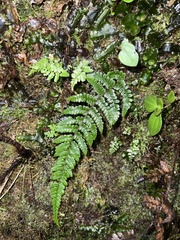 Dryopteris crinalis