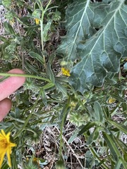 Calendula suffruticosa