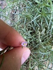 Spergularia rupicola