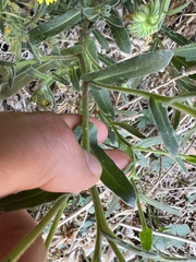 Calendula suffruticosa