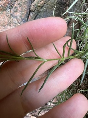 Spergularia rupicola