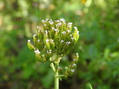 Centranthus calcitrapae