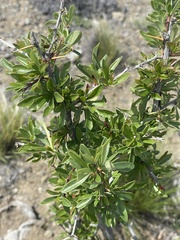 Berberis microphylla