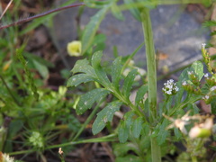 Centranthus calcitrapae