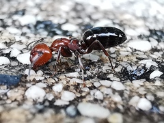 Camponotus lateralis