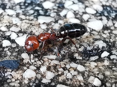 Camponotus lateralis