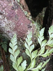 Arachniodes insularis image