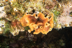 Schizoporella errata