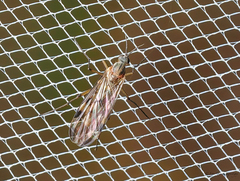 Sylvicola