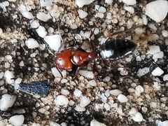 Camponotus lateralis
