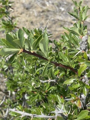 Berberis microphylla
