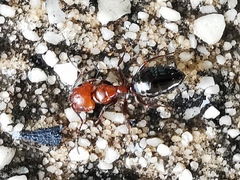 Camponotus lateralis