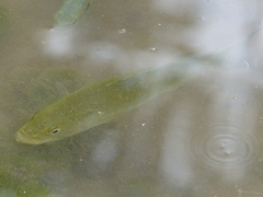 Micropterus