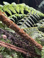 Dryopteris tetrapinnata