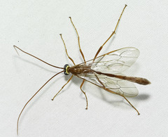 Enicospilus americanus-complex