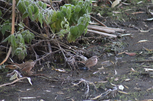 Song Sparrow photographed in Idaho
