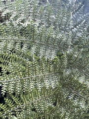 Dryopteris tetrapinnata