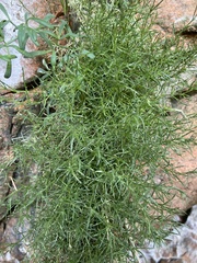 Spergularia rupicola
