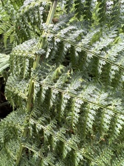 Dryopteris tetrapinnata